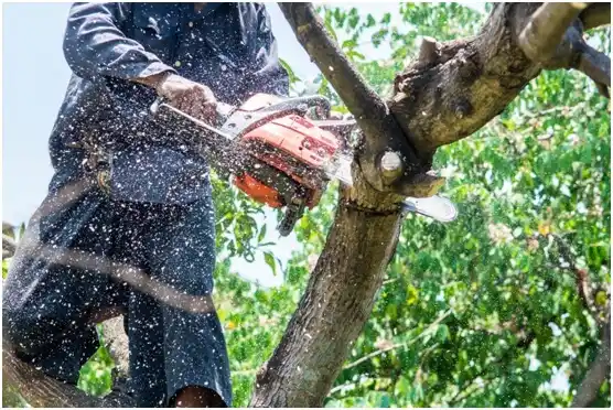 tree services North Bennington